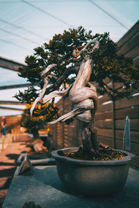 a bonsai with a twisted trunk in an exposure