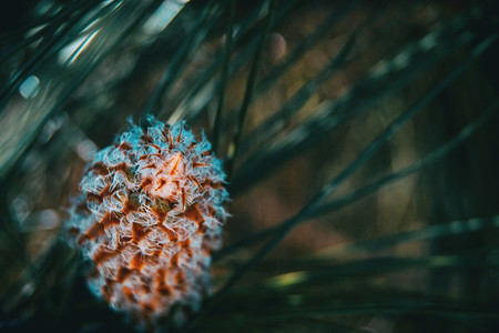Pineapple pine canariensis with leaves out of focus
