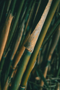 Bamboo design over background