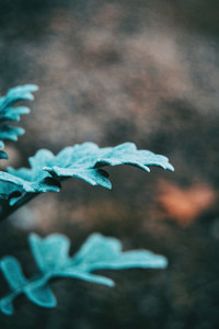 Close up of bluish gray leaves of cineraria senecio