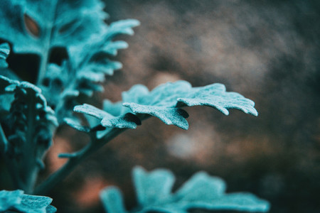 Close up of bluish gray leaves of cineraria senecio