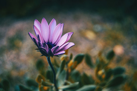 Close up of lilac flower of osteospermum ecklonis in nature