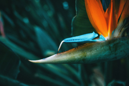 Blue and orange flower of a strelitzia reginae