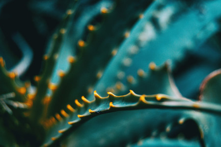 Leaf with green thorns of an aloe vera