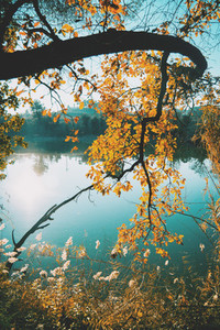 Close up of branches with yellow leaves on a lake