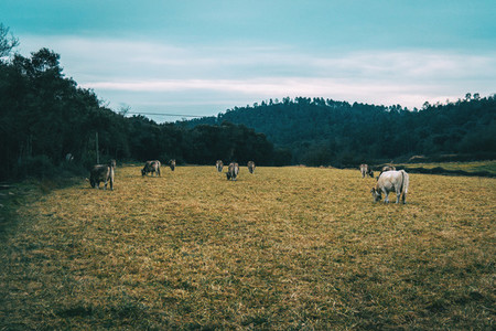 Landscape of a field on a cloudy day with many cows eating