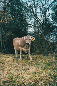Portrait of a cow looking at camera