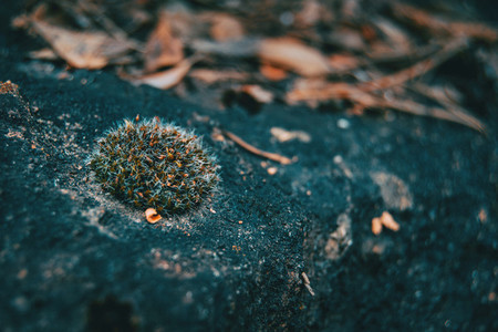 closeup of a small piece of moss