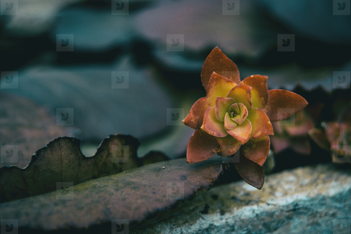 Leaves that look like succulent plants flowers red and yellow