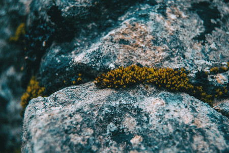 Close up of sedum among rocks