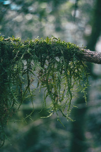 Close up of moss hanging on a branch