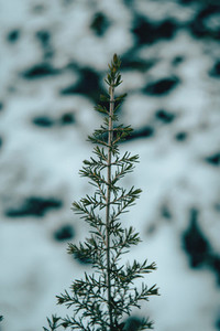 Isolated branch with a white snow background