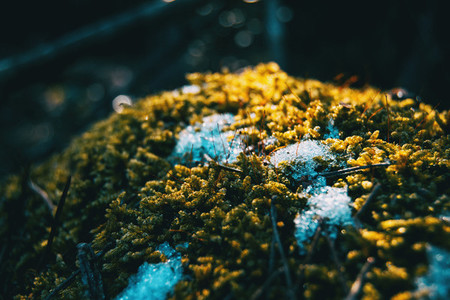 Close up of moss with snow in winter