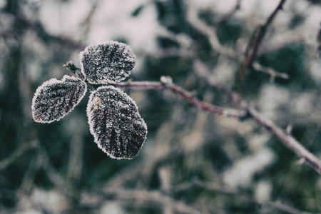 Close up of snowy leaves of rosa rubiginosa