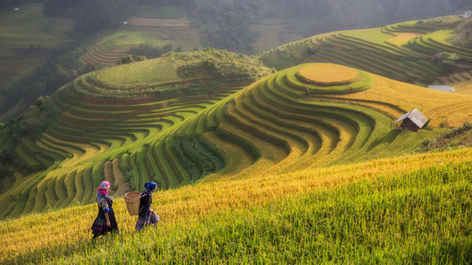 Terraced rice field inside fog and morning ray in Mu Cang Chai