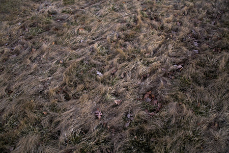 Autumn grass pattern