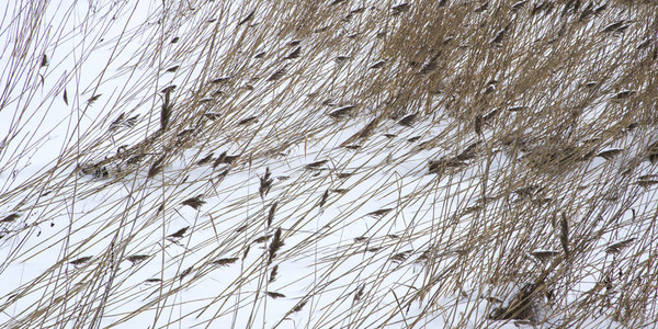 Pattern of dried bulrush in snow