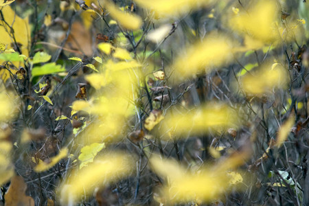 Pattern of yellow bush leaves