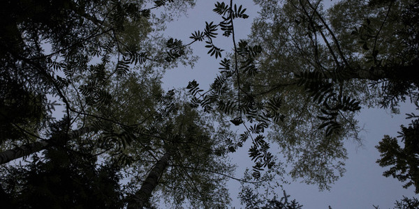 Black trees silhouettes