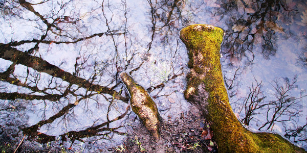 Trees reflected in puddle