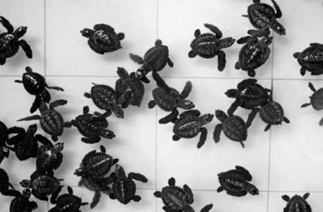 Black and white turtles pattern