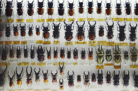 Beetles   bugs pattern