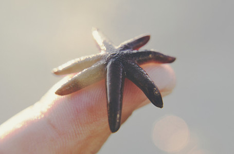 Starfish   sea star