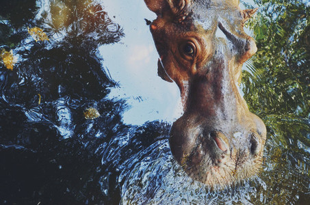 hippo   hippopotamus