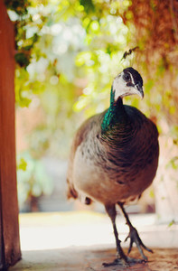Peacock   peafowl