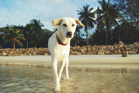 White dog on a beach