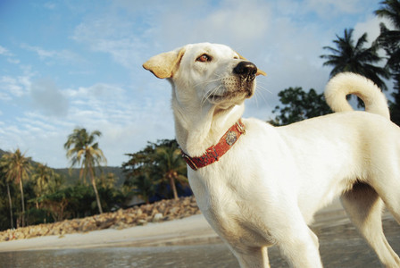 White dog on a beach