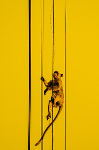 Yellow monkey