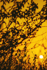 Gold floral at sunrise