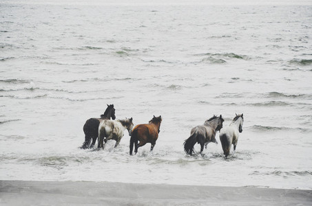 Horses running wild