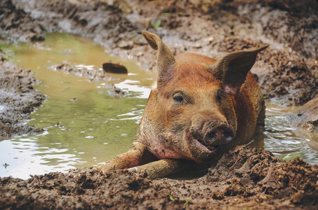 Happy dirty pig in the mud