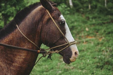 Working Horse Profile
