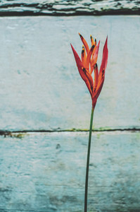 Red Flower Against Old Blue Wall