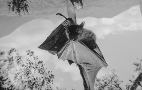 Giant fruit bat  flying fox