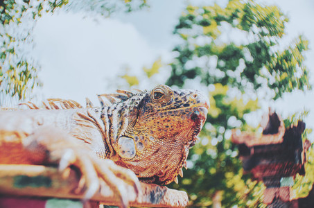 Closeup Portrait Of A Iguana