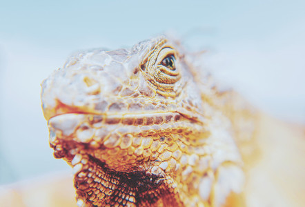 Closeup Portrait Of A Iguana