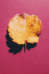 Fallen Yellow Leaf