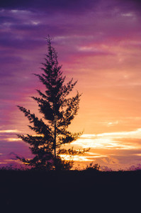 Tropical Xmas Tree At Sunset