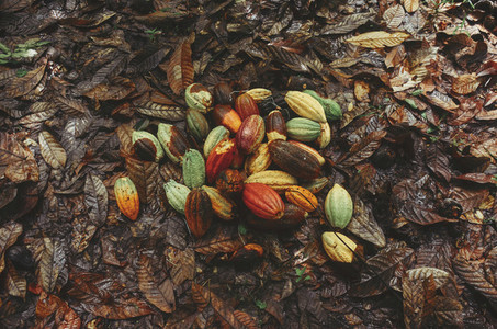 Cocoa bean  fruit on the ground