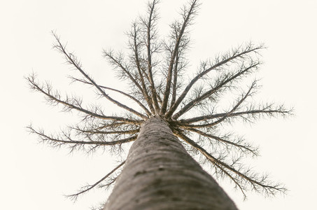 Leafless Tall Tree