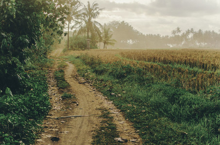 Road through rice fields  Bali
