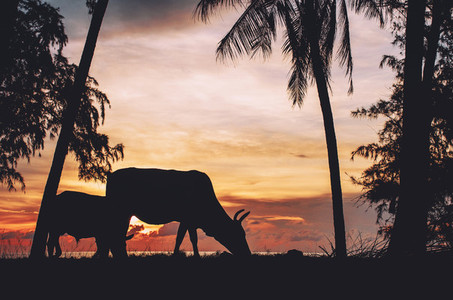 Cattle Grazing During Sunset