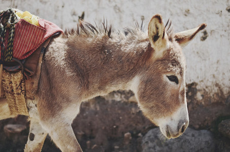 Peruvian Donkey