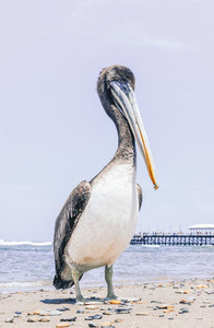 Pelican On The Beach