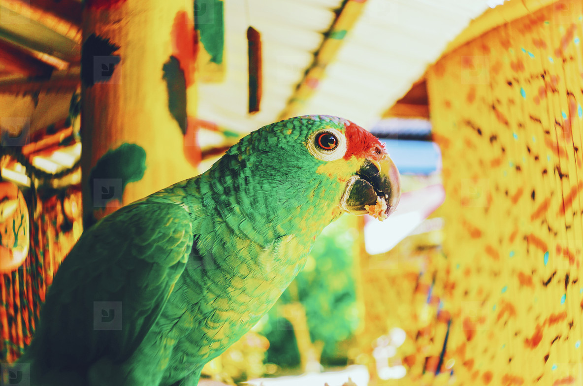 Bright Green Parrot