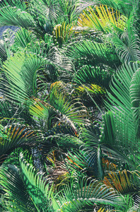 Tropical exotic background